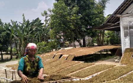 Hujan Deras Mengancam Kualitas Tembakau, Petani Merugi Besar