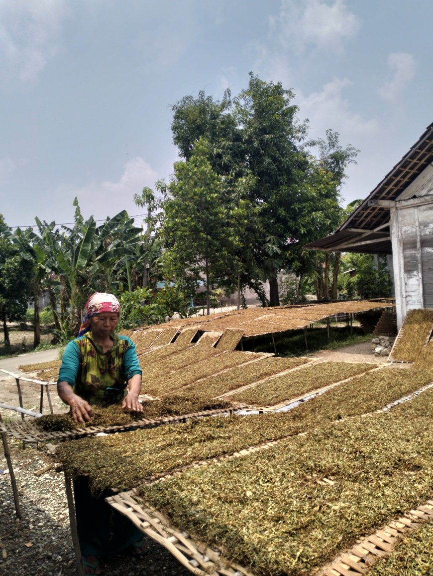 Hujan Deras Mengancam Kualitas Tembakau, Petani Merugi Besar