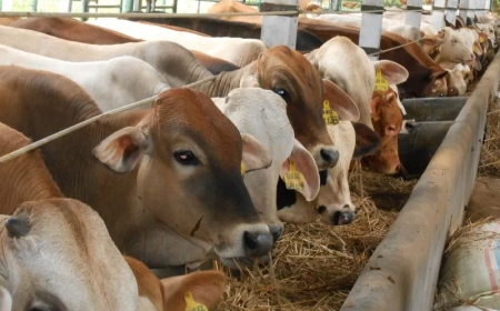 "Wabah PMK Merebak Lagi, Peternak Hadapi Ancaman Kerugian Ekonomi "