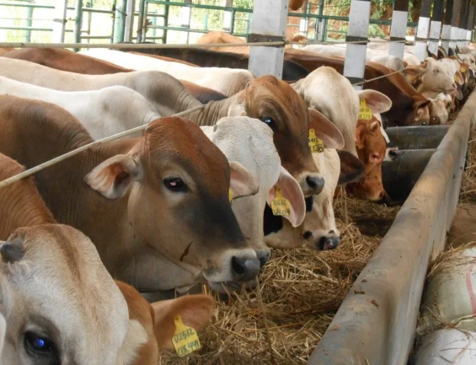 "Wabah PMK Merebak Lagi, Peternak Hadapi Ancaman Kerugian Ekonomi "