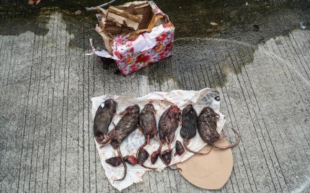 Teror Intimidasi Jurnalis Tempo, Kiriman Bangkai Tikus Yang Dipenggal Susul Teror Kepala Babi