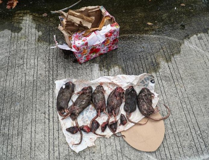 Teror Intimidasi Jurnalis Tempo, Kiriman Bangkai Tikus Yang Dipenggal Susul Teror Kepala Babi