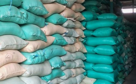 Harga GKP Naik Lagi Setelah Turun Sebulan Lalu, Dipicu Cuaca Tidak Menentu