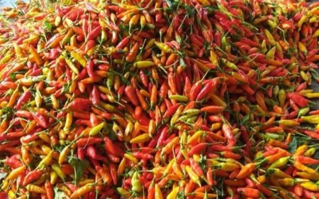 Jelang Nataru, Harga Cabai di Bojonegoro Meroket Tembus Rp70.000