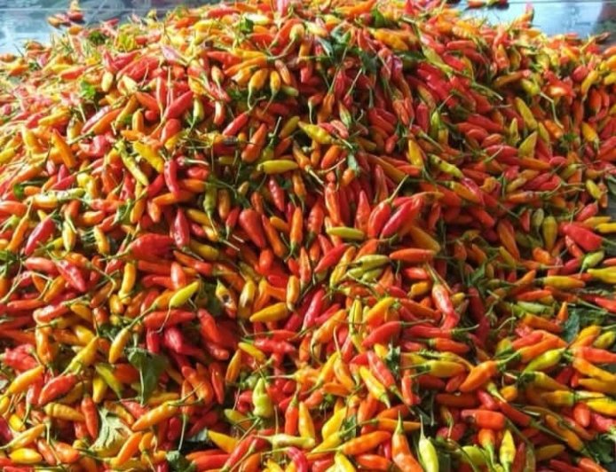 Jelang Nataru, Harga Cabai di Bojonegoro Meroket Tembus Rp70.000