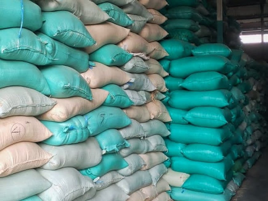 Harga GKP Naik Lagi Setelah Turun Sebulan Lalu, Dipicu Cuaca Tidak Menentu