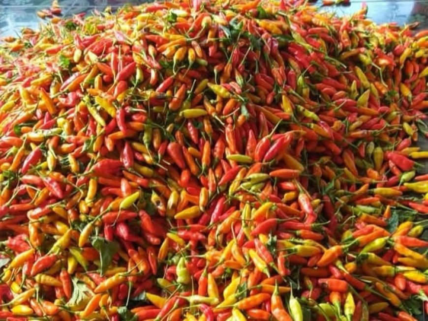 Jelang Nataru, Harga Cabai di Bojonegoro Meroket Tembus Rp70.000